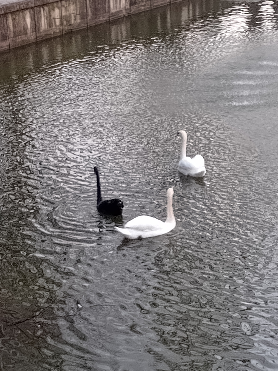 Лебеди на пруду.