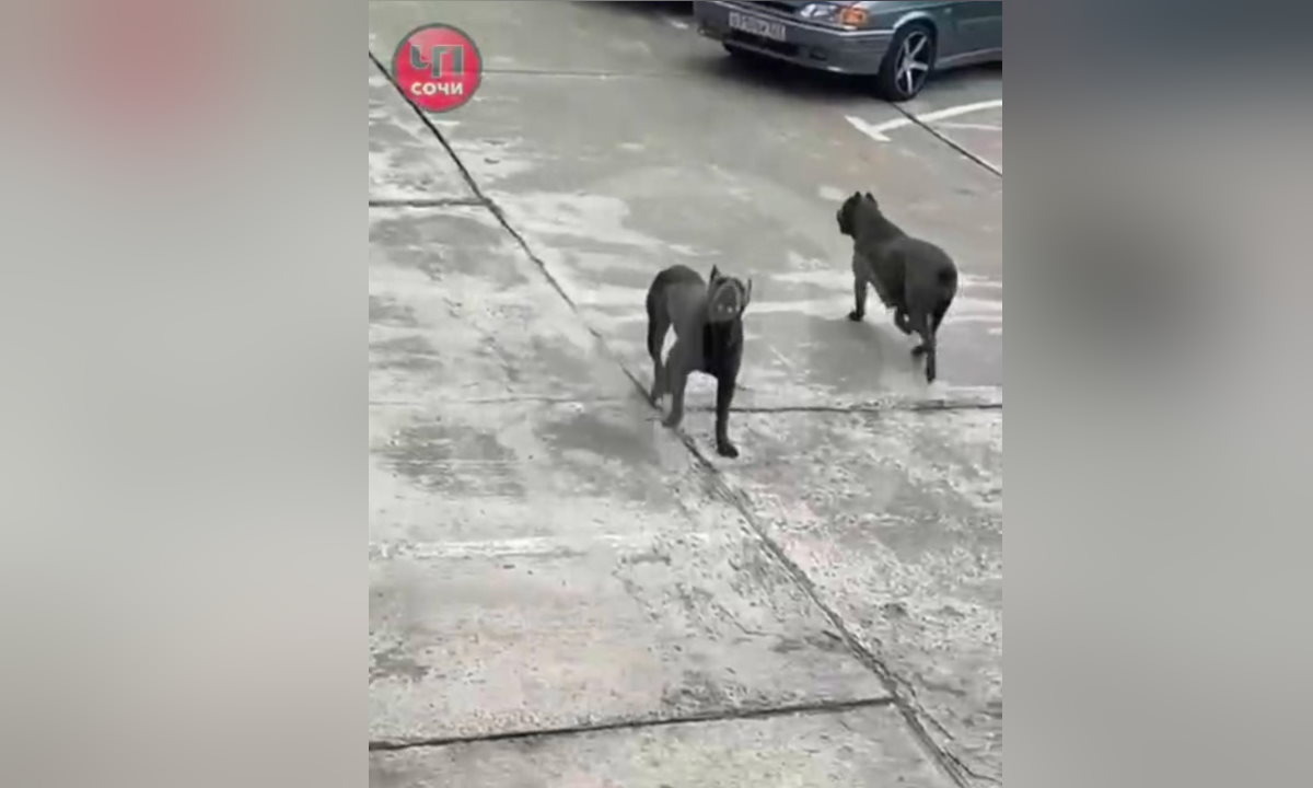    Фото t.me/chp_sochi