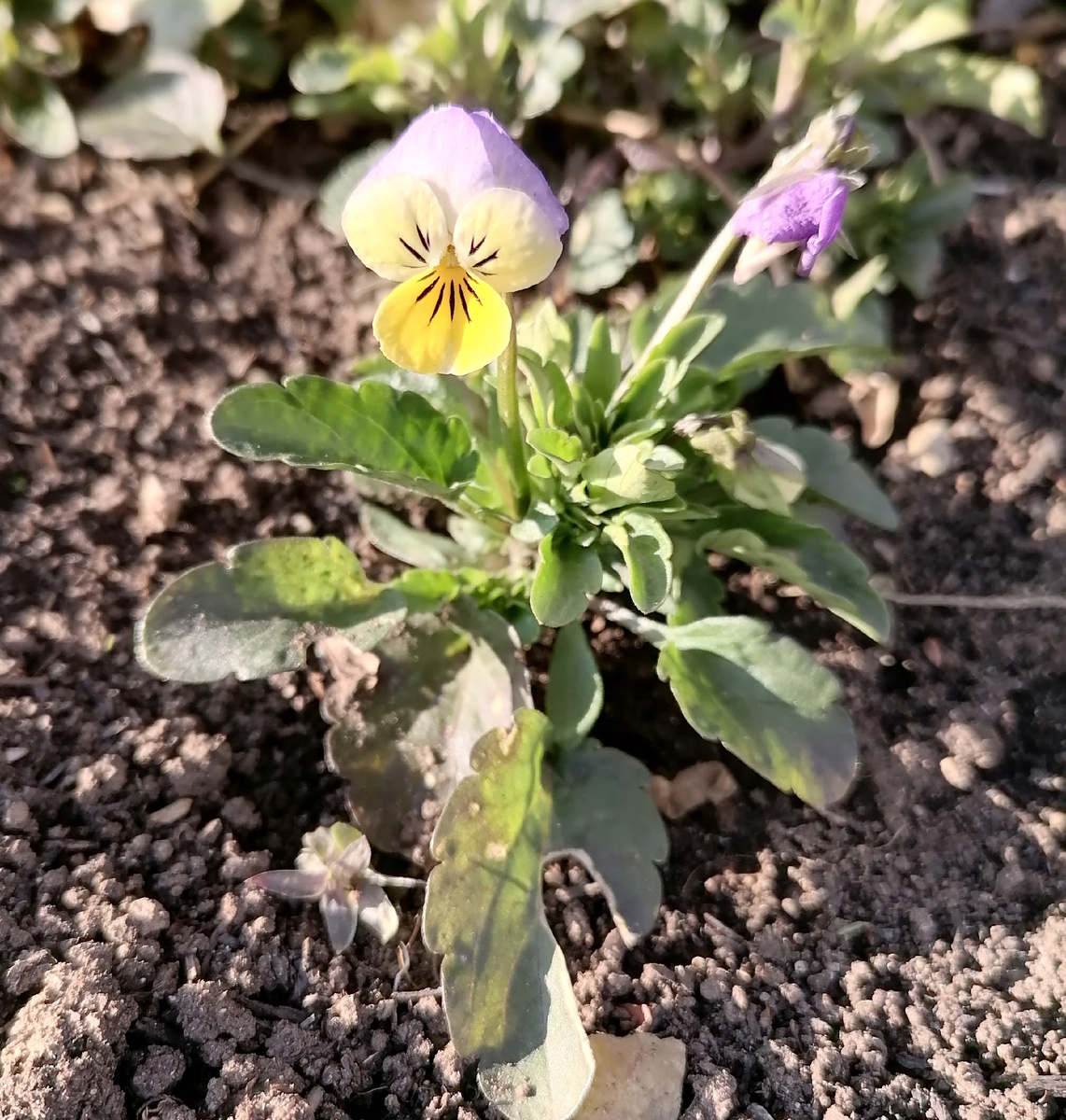 Первые цветочки. Они, конечно, как сорняк растут, но ранней весной радуют.