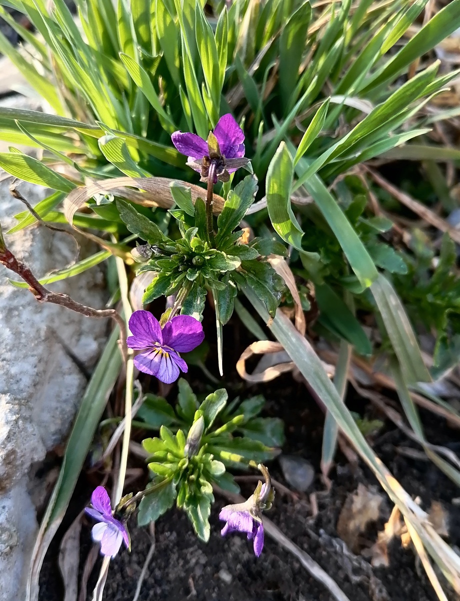 Вместе с травой вылезли.