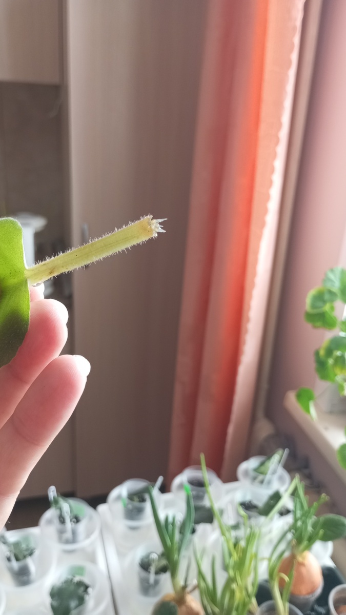 Вот так  через 3-4 недели выглядят долгожданные первые корешки при укоренении  листика в воде