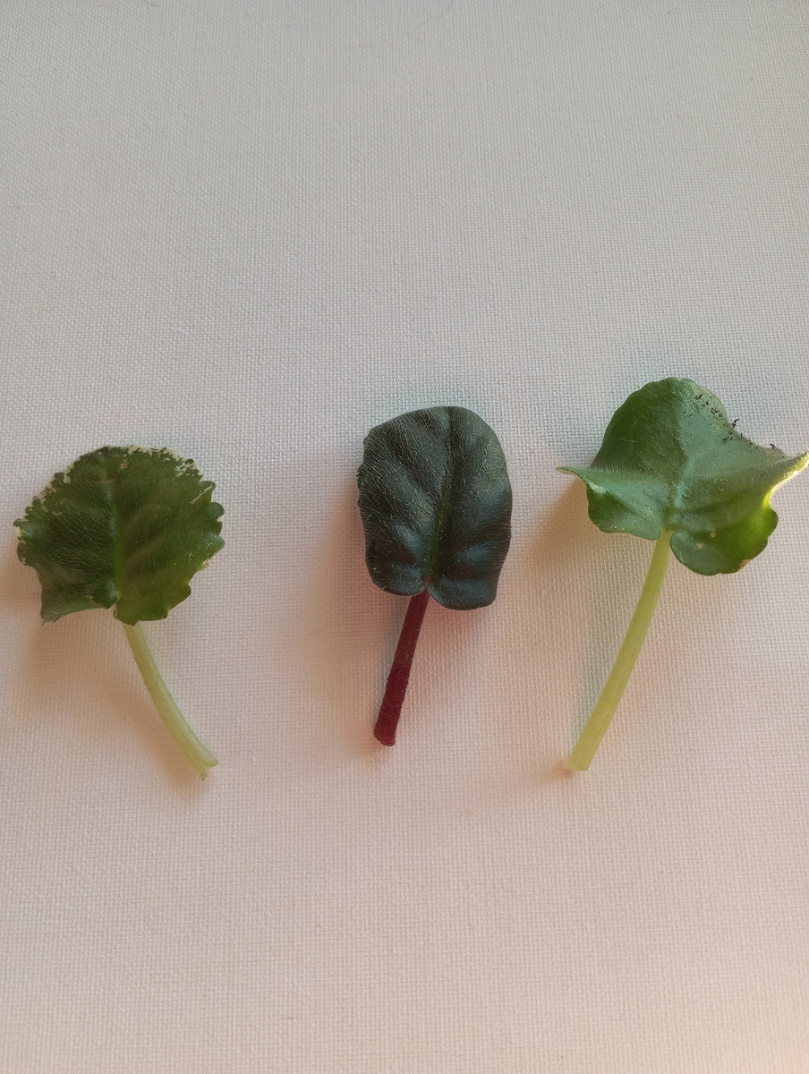 Вот так выглядят листики фиалок разных сортов