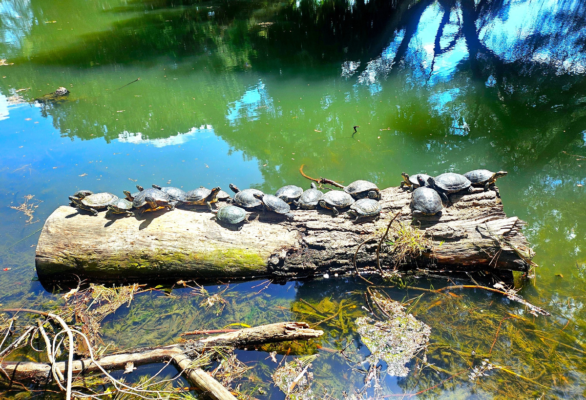 Калифорния