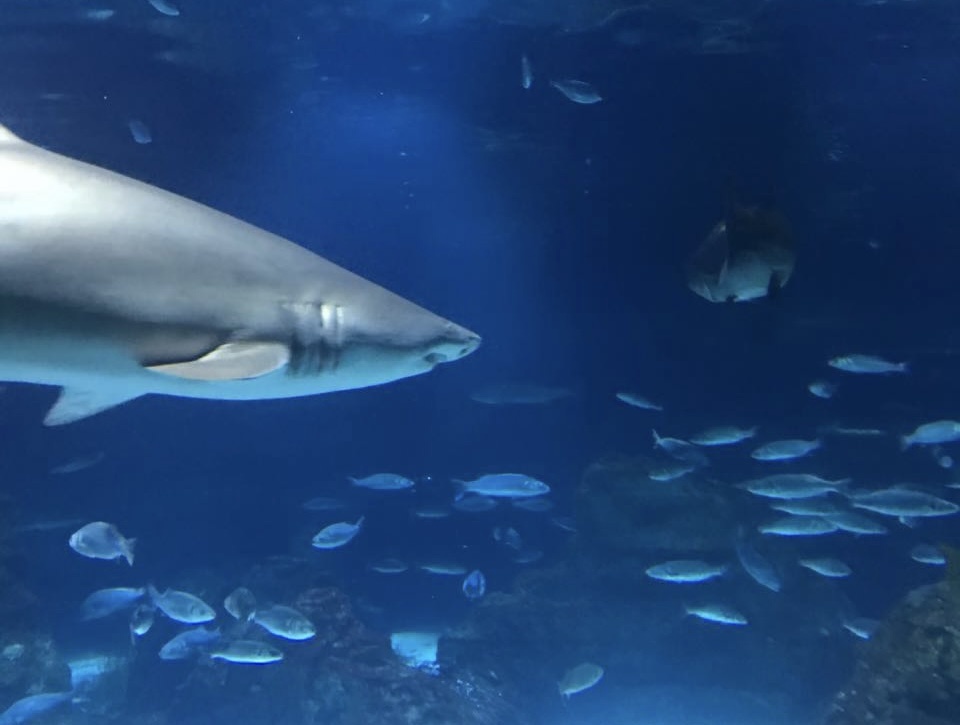 Аллегория офисной жизни 🦈 