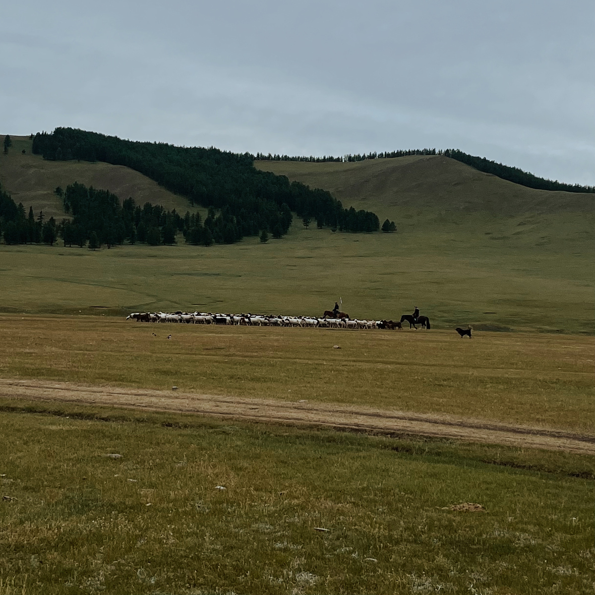 Пастухи утром гонят овец на выпас