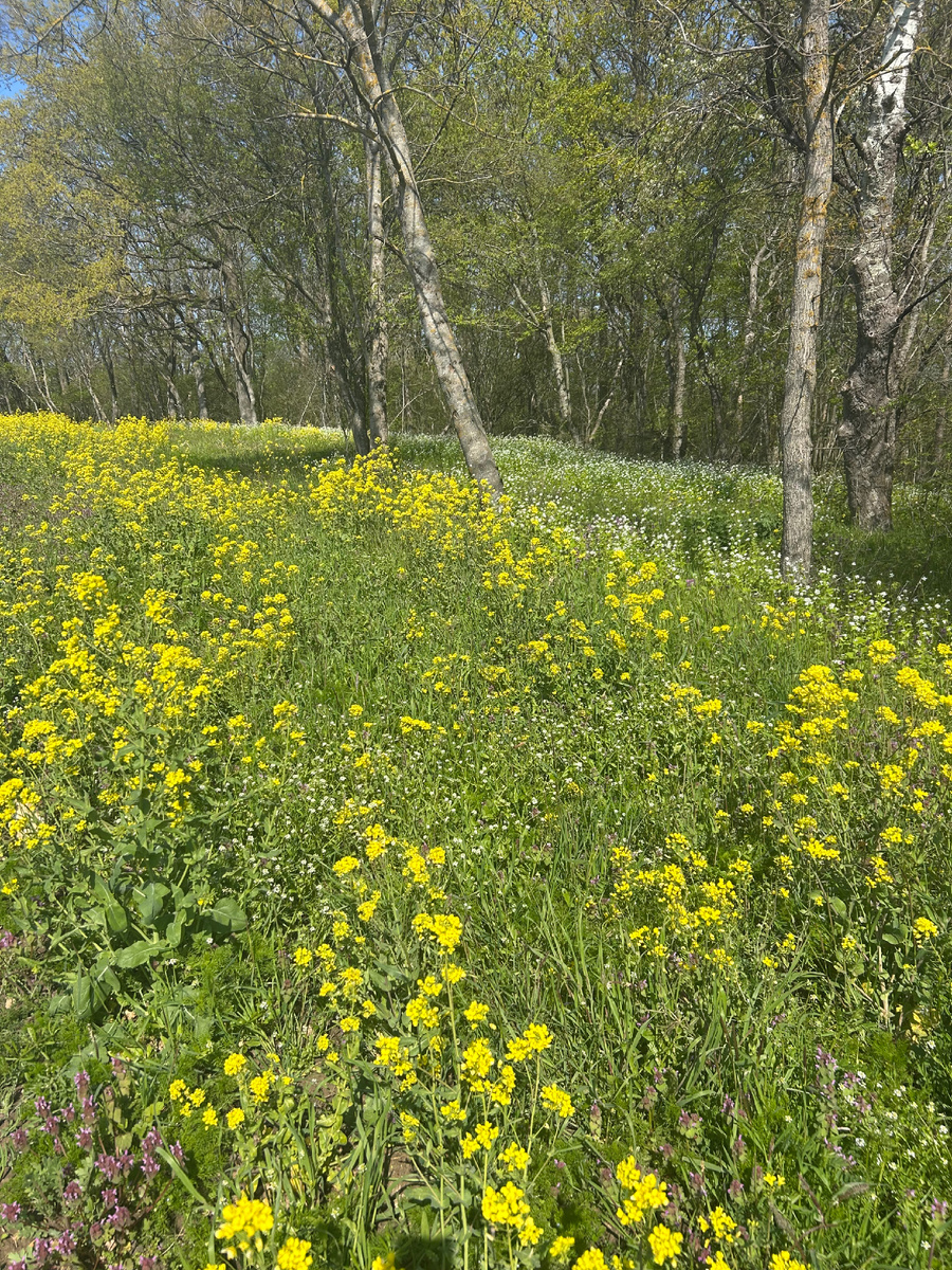 Тропа к поселку