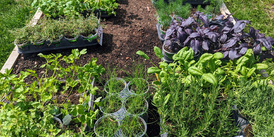 Зелень зелени рознь: научно доказанные факты — какие виды реально помогают (а что — мифы)