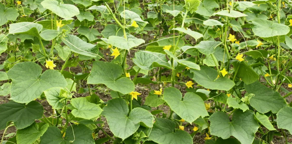 Формирование огуречной плети