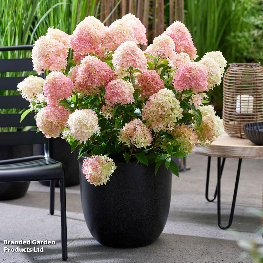 ����: ��������� ����������� ���� ��� ���� � "��������" ����� ���� � ����