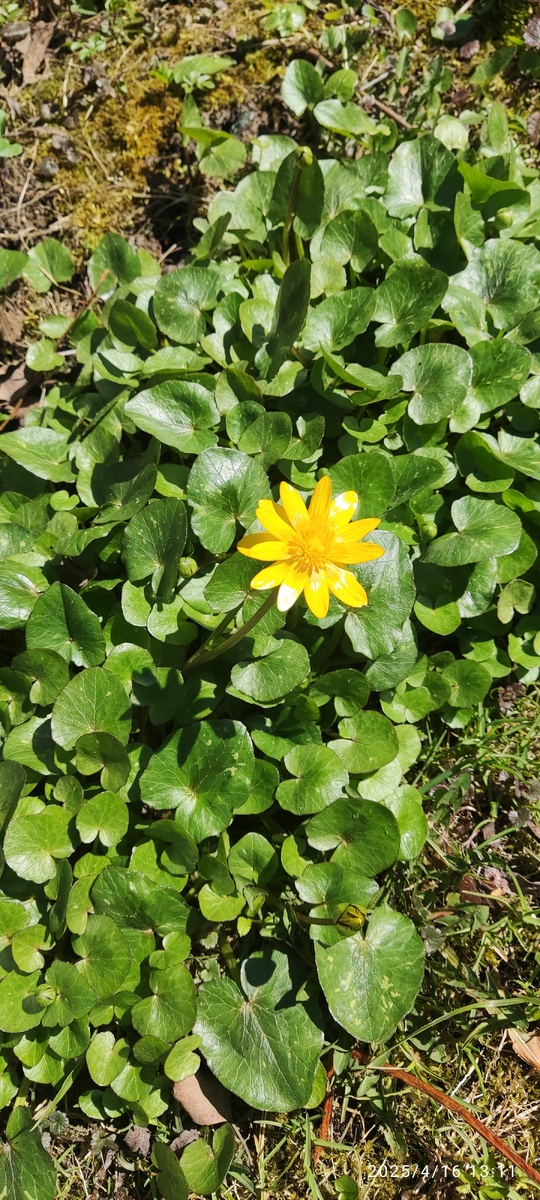 Чистяк весенний фото автора