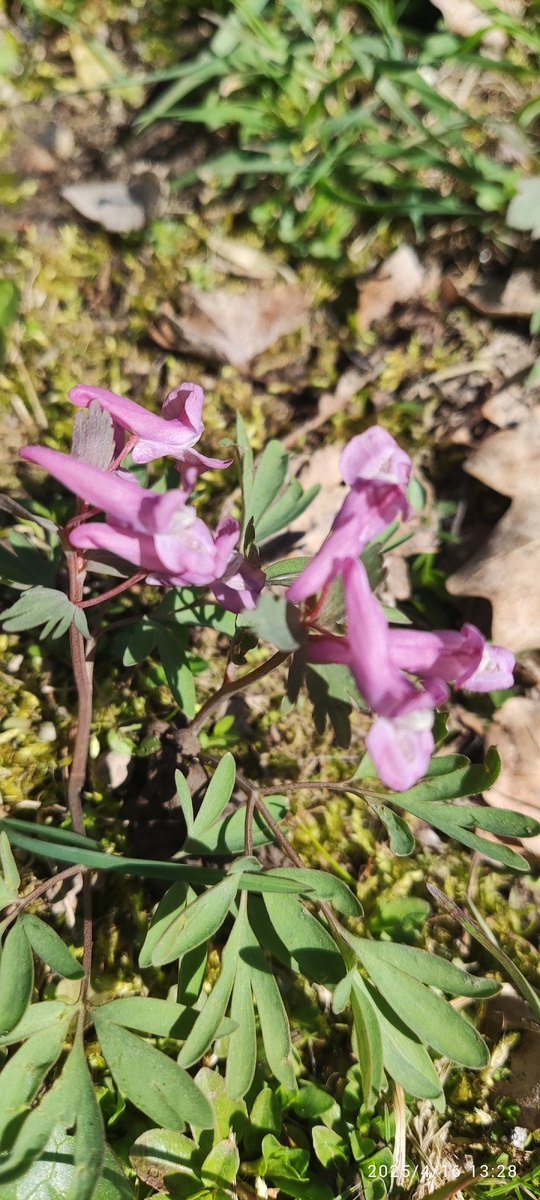 Хохлатка фото автора