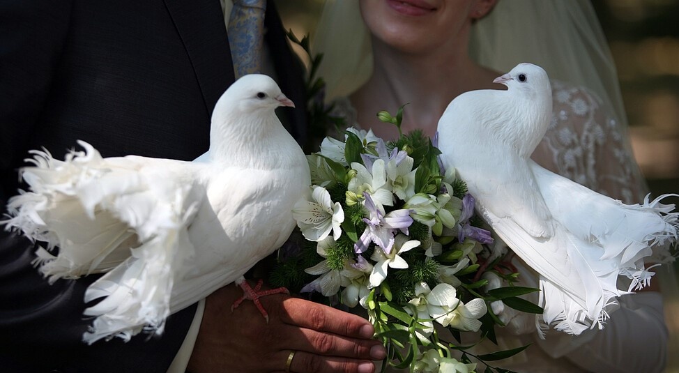 Голуби - те же ангелы