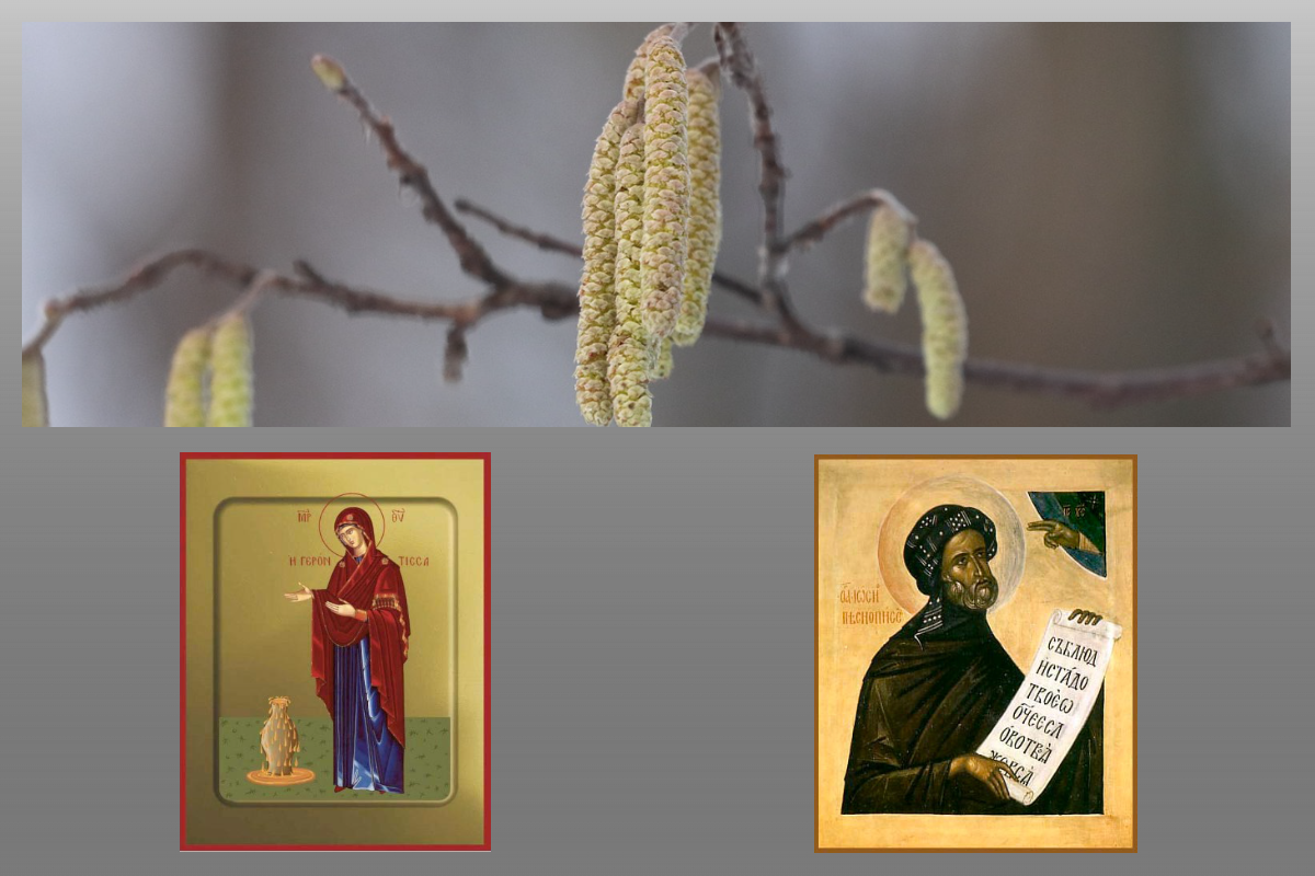 Икона Богородицы Геронтисса, Икона прп. Иосиф Песнопевец/azbuka.ru, Ольха/pixabay.com