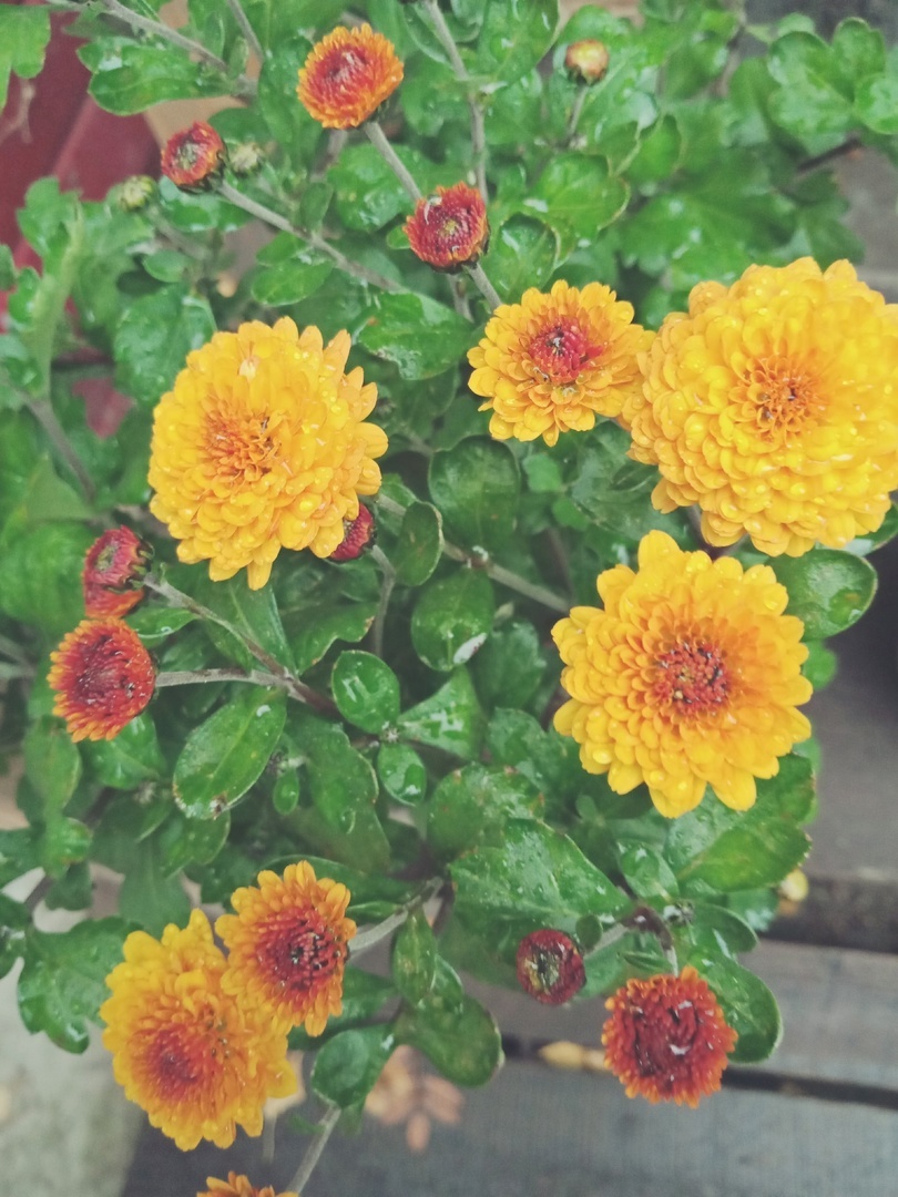 хризантемы