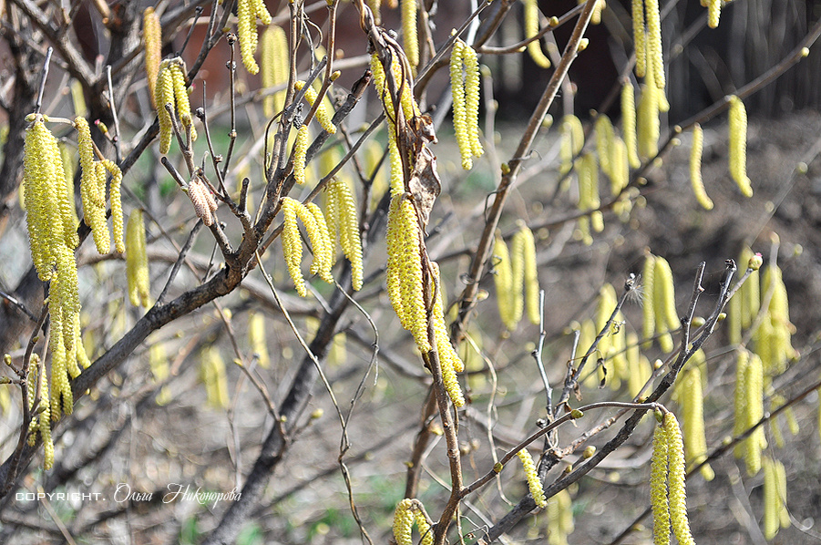 Самым первым в саду зацветает лесной орех. Заметьте почки только набухают у него.