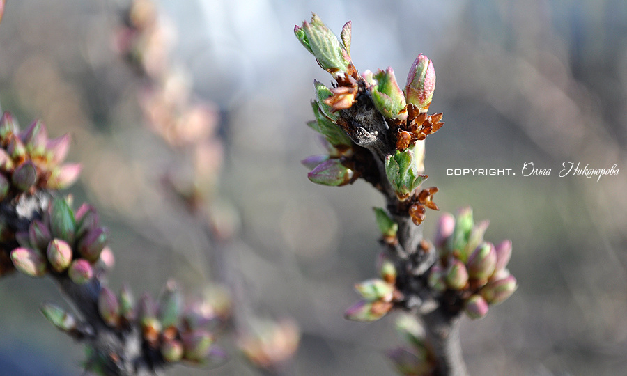 Обработка сада от вредных насекомых и заболеваний весной. Когда и чем опрыскивать!