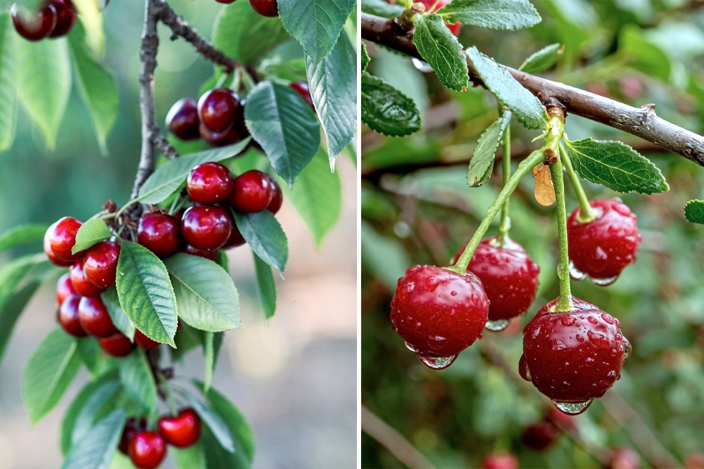    Вишня - справа, черешня - слева. / Фото: iStock