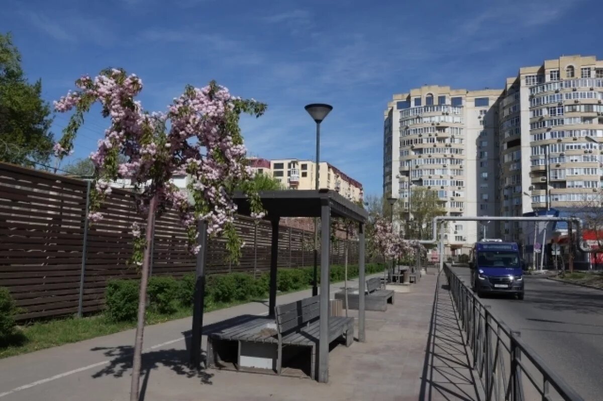    Ханами в Астрахани: на набережной зацвела сакура