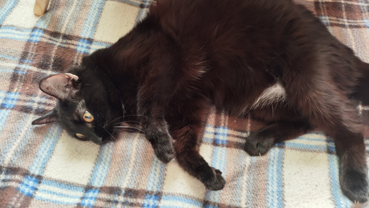 фото автора: Кошка Дика диванится и не испытывает угрызений совести