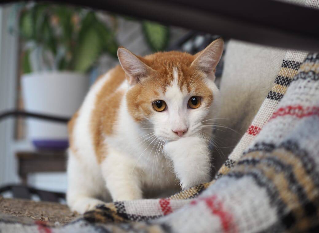 Котик Стёпа