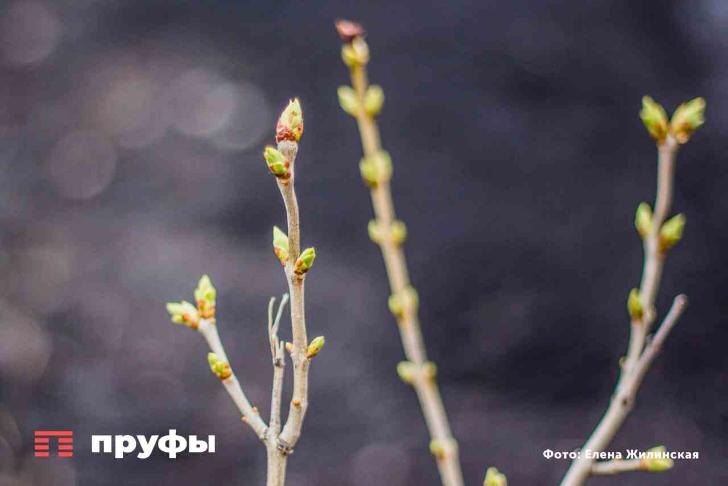    Фото: Пруфы.рф