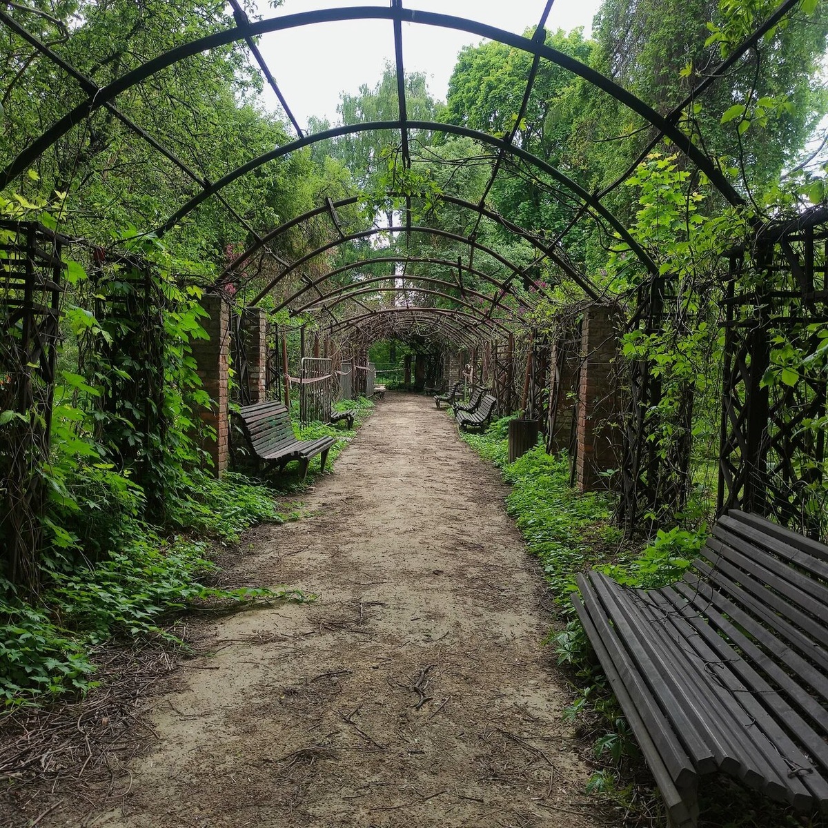 Старинная пергола в саду — прекрасное место для отдыха в знойный день. Фото: Галина Грибко / Яндекс Карты