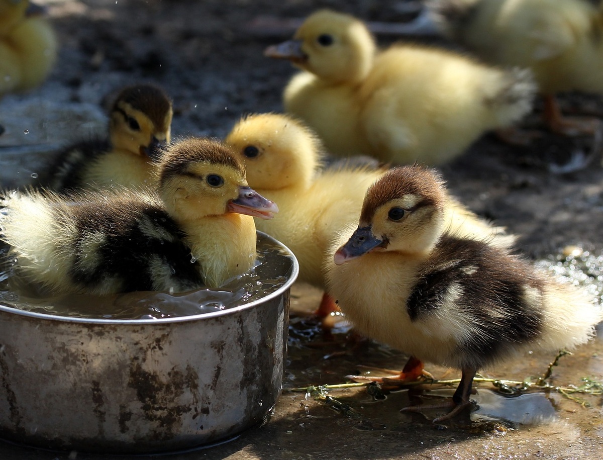 фото добавлено из открытых источников