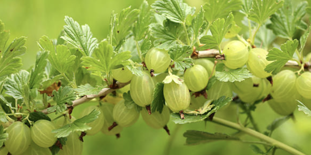 Обрезка крыжовника для большого урожая. Можно успеть провести в апреле.