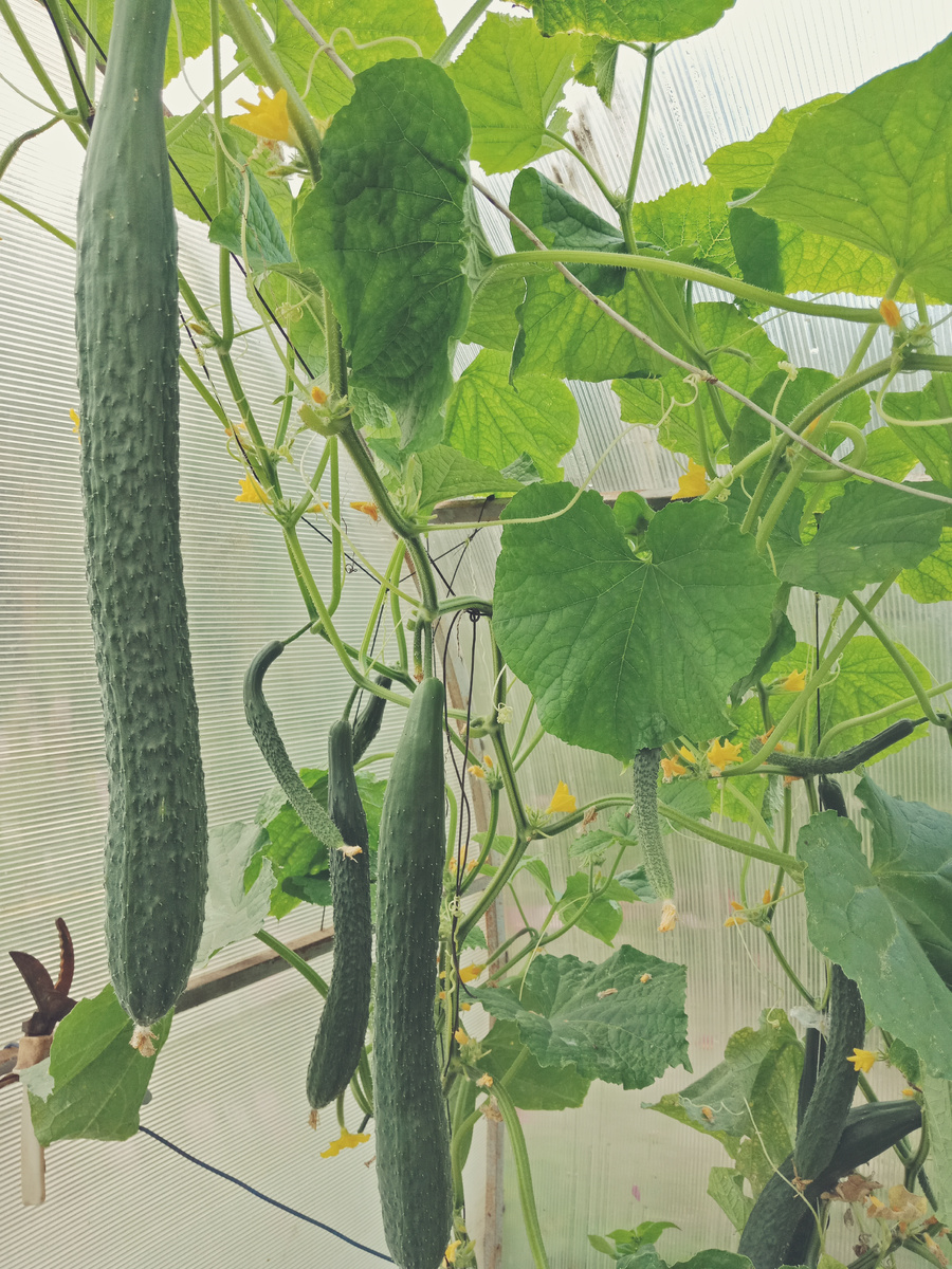 урожай 2024 года