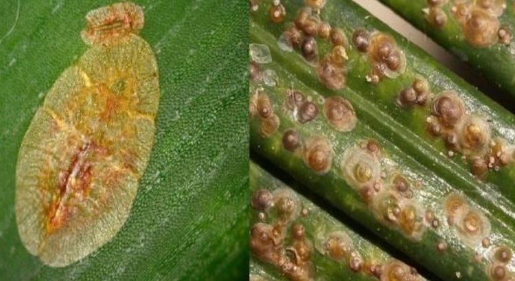    Что же коричневые клейкие пятна на комнатных растениях