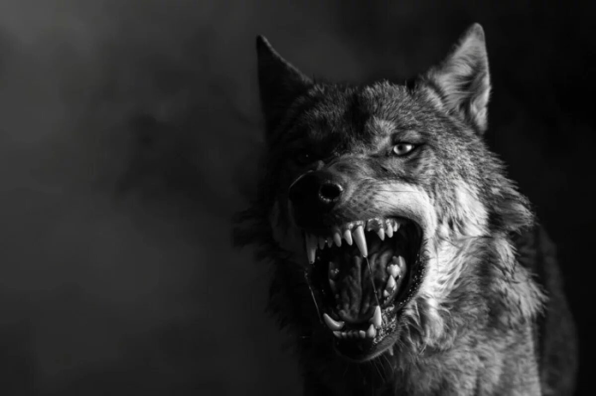    В Петербурге завели дело после нападения собаки на бабушку и ребёнка