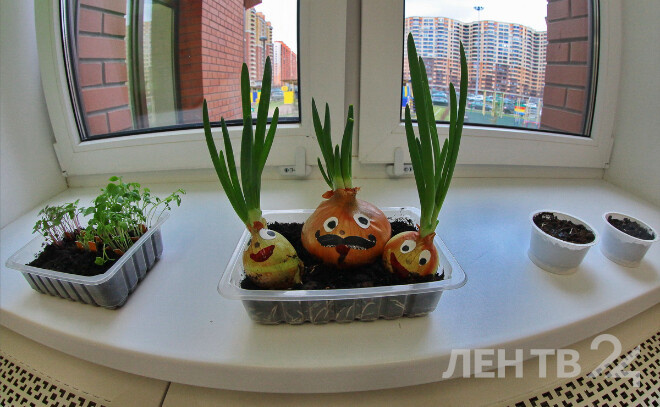    © Анастасия Илюшина / ЛенТВ24