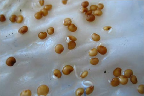 Обработка семян