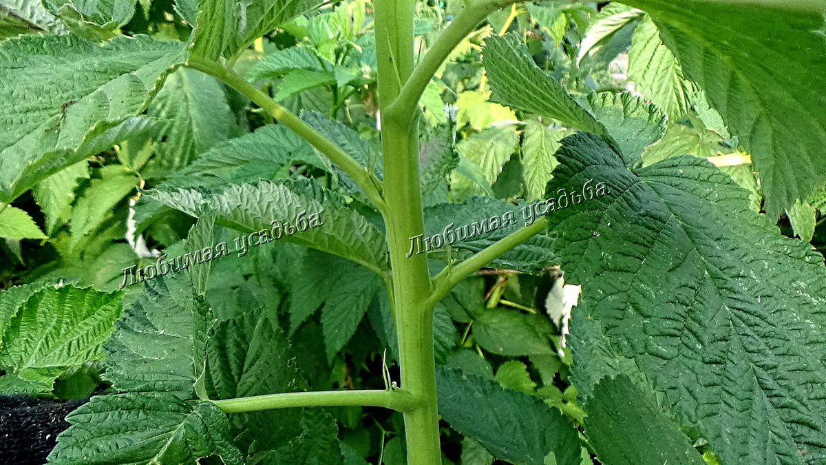 Молодой побег шт.малины КРЕПЫШ. Будет плодоносить на будущий год