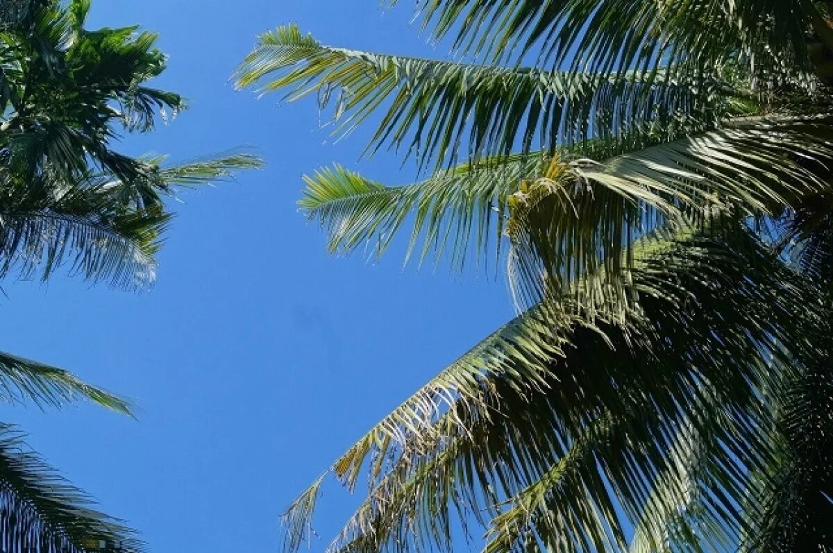    АТОР: в Египте устранили техпричины инцидента с переселением туристов из РФ