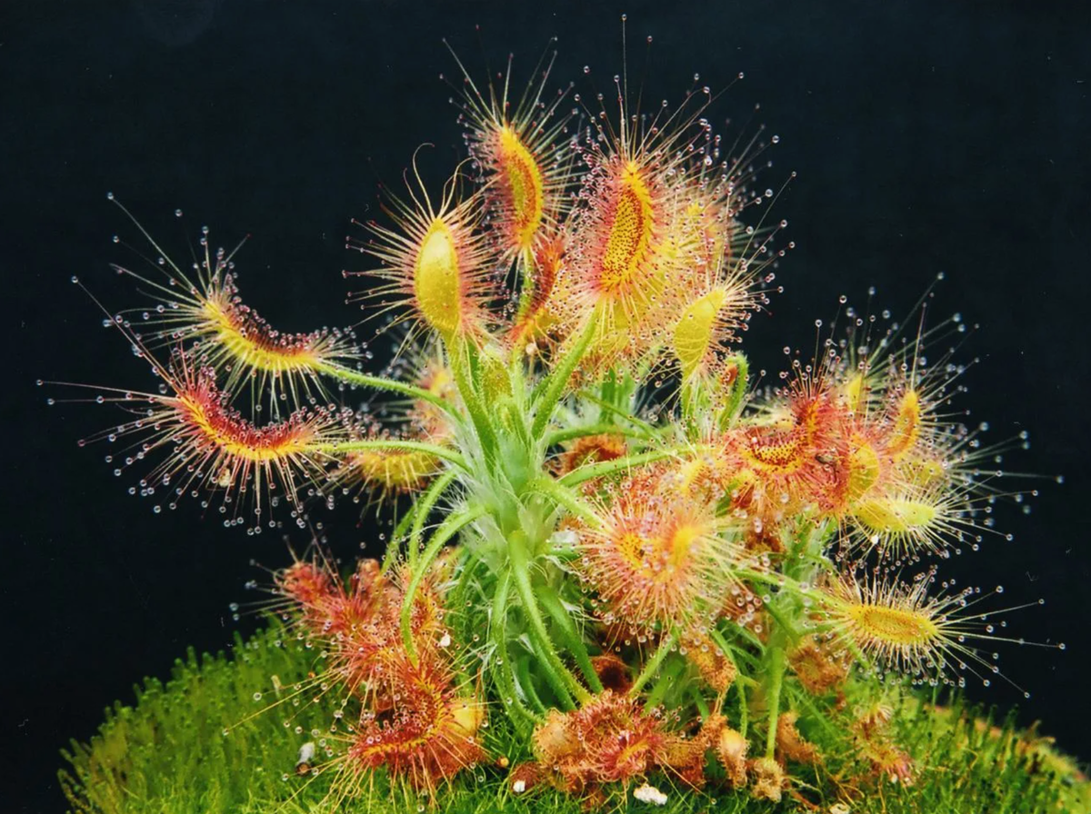 Источник фото: exotiks-ru.vsite.biz