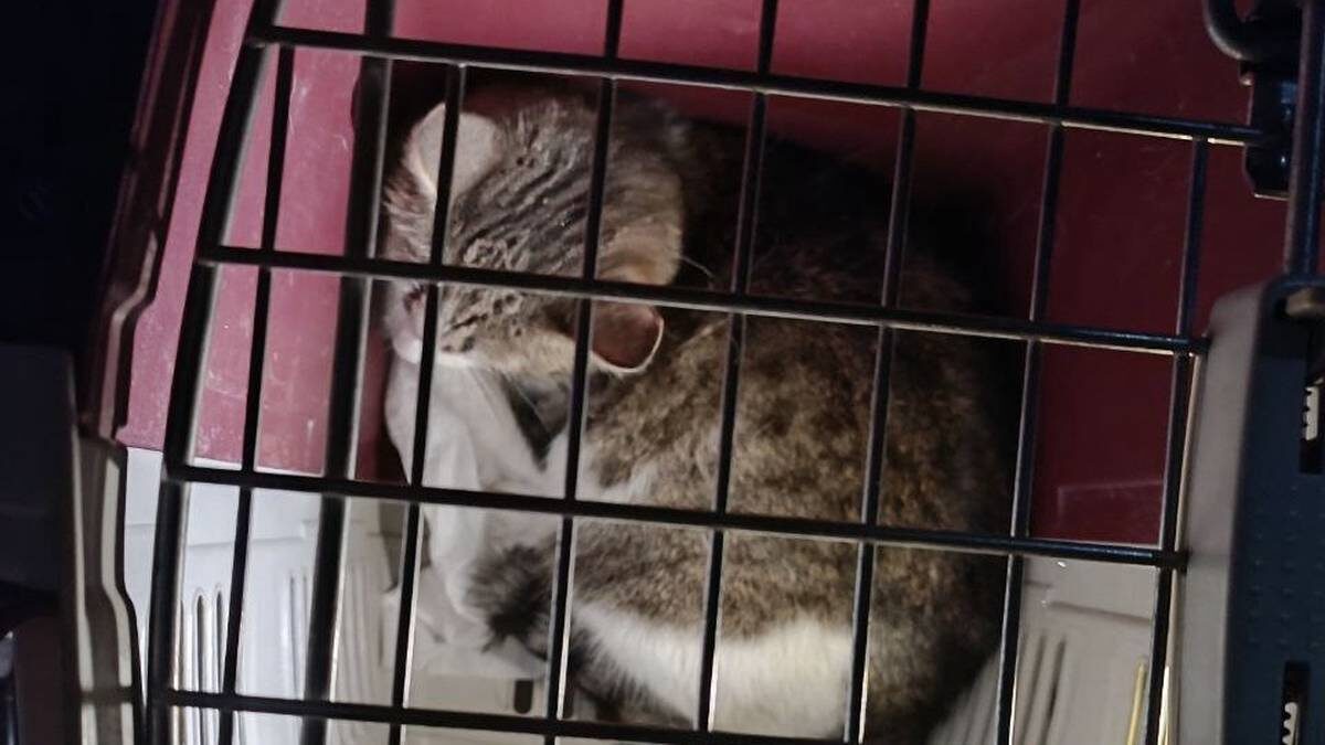    Фото: Telegram / Общественный поисково-спасательный отряд «СпасРезерв»