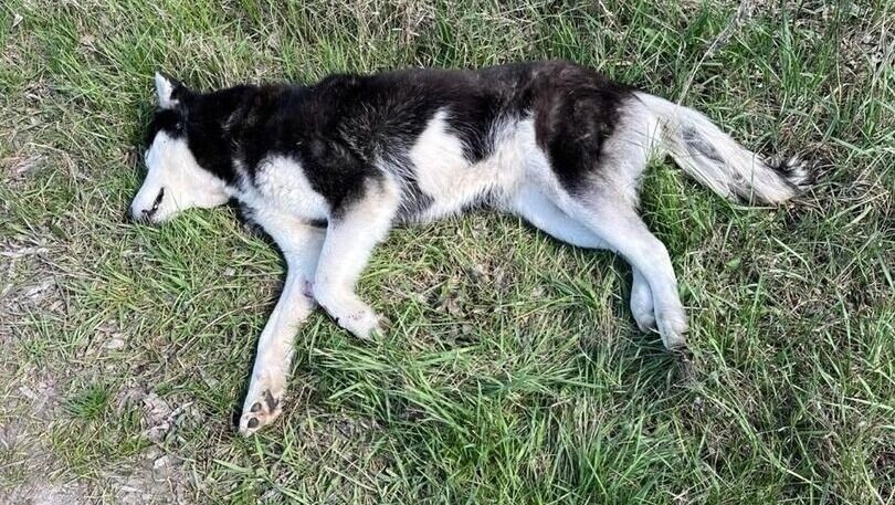     Источник: страница Вячеслава Гладкова