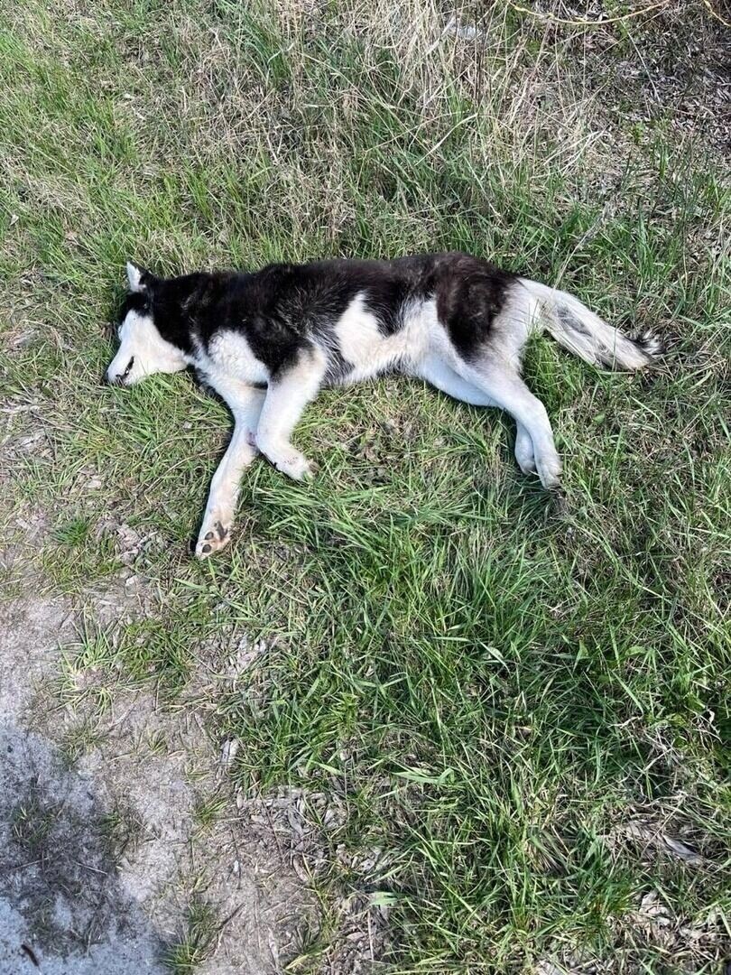     Источник: страница Вячеслава Гладкова