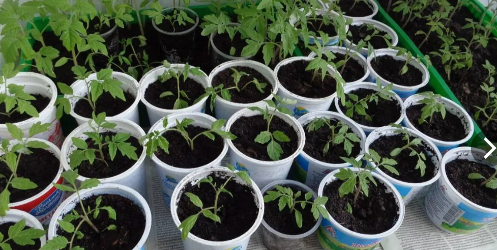 домашняя рассада помидор