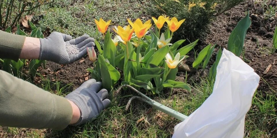 Чем и когда подкормить тюльпаны для пышного цветения