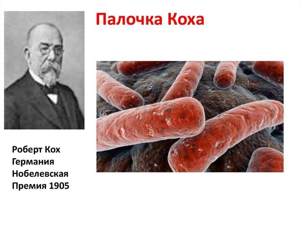 Микобактерия туберкулёза - палочка Коха