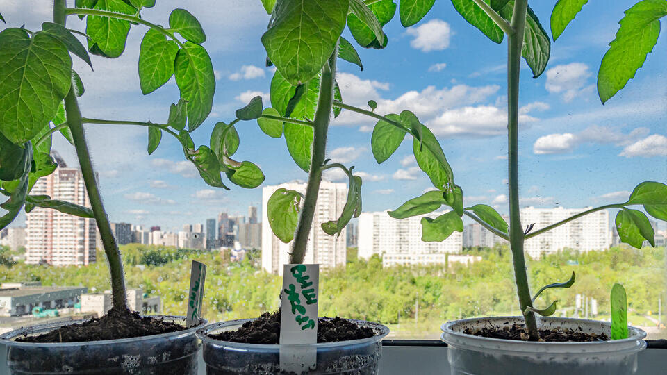 Фото: © ИЗВЕСТИЯ/Константин Кокошкин