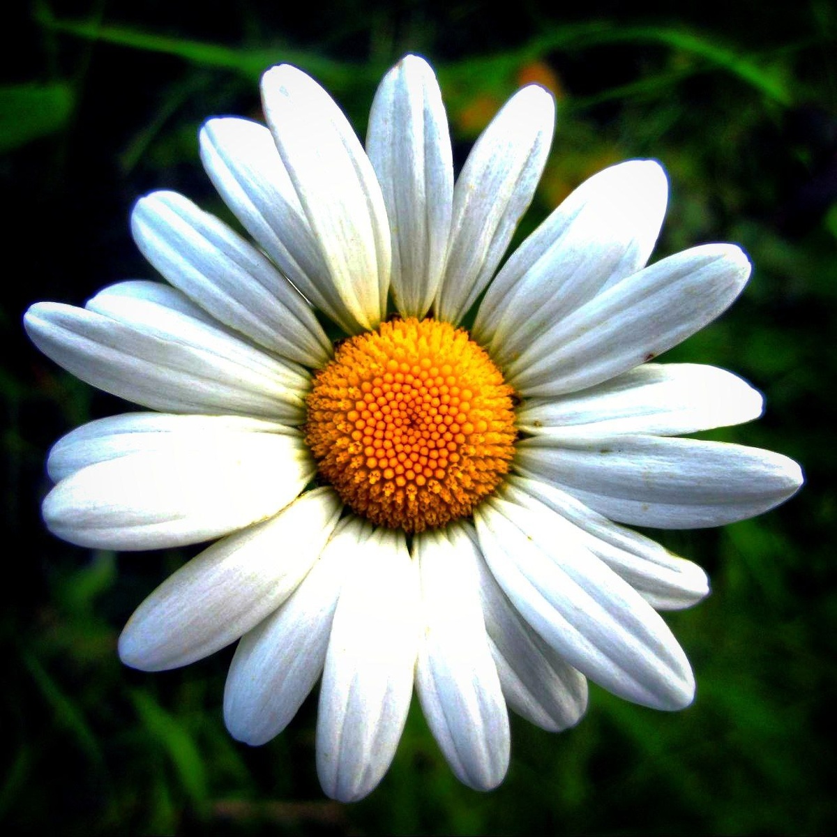 Фото с просторов всемирной паутины.