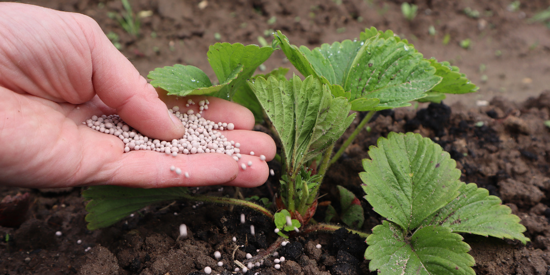 Первая подкормка для клубники весной в апреле, чтобы цвела как сумасшедшая.