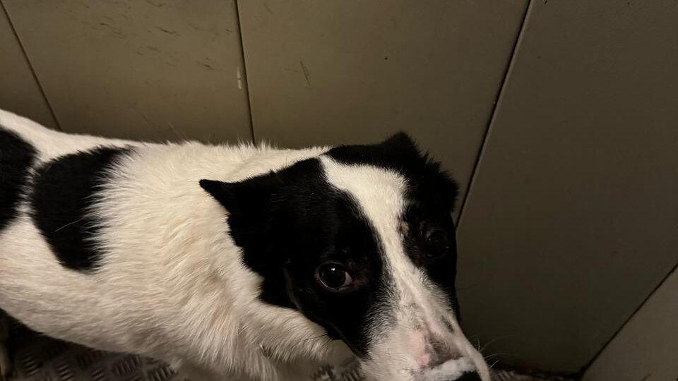 Когда этого пса нашли, он спал в снегу, грязный и в покусах, а рядом с ним стоял пакет с сухим кормом