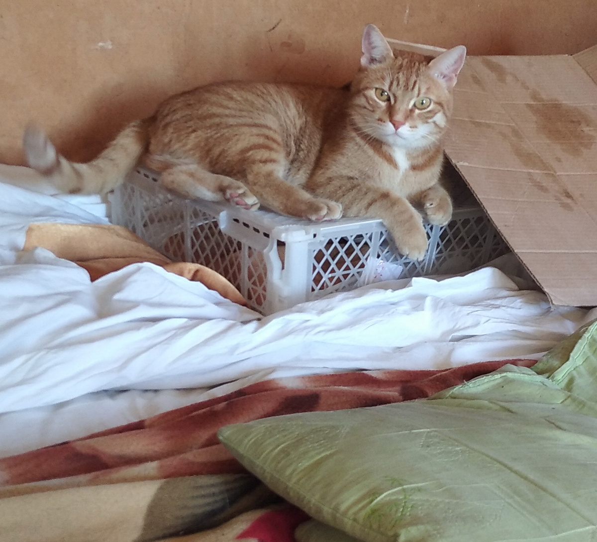 Личное  фото