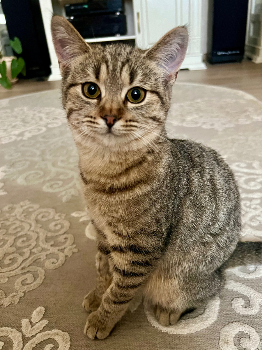 Это Малышка - так назвали кошечку. 