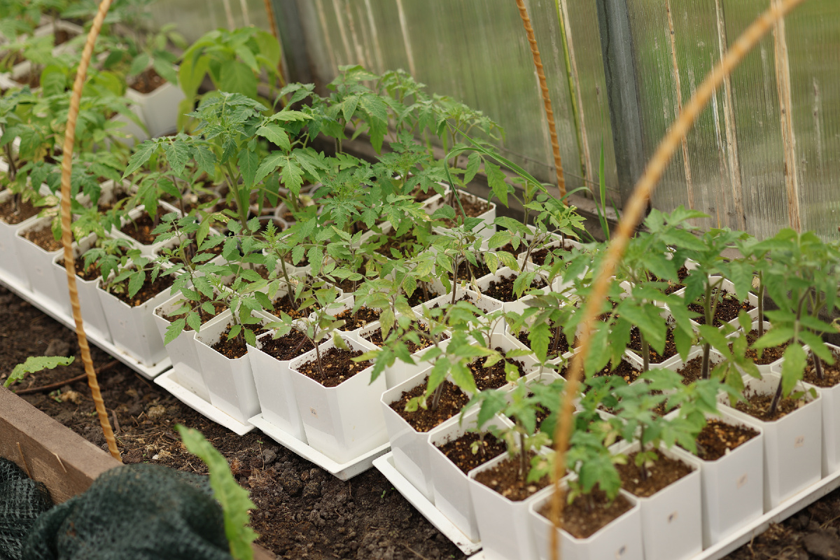 томаты в апреле