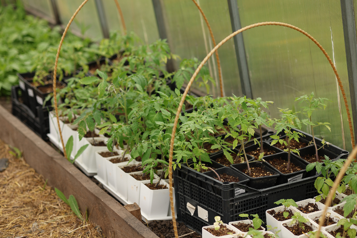 томаты в апреле